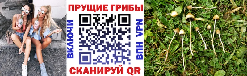 Псилоцибиновые грибы Psilocybe Орск